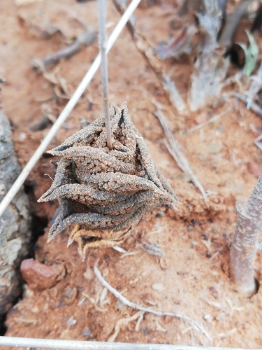 Haworthiopsis nigra