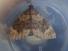 Hydriomena hemizona