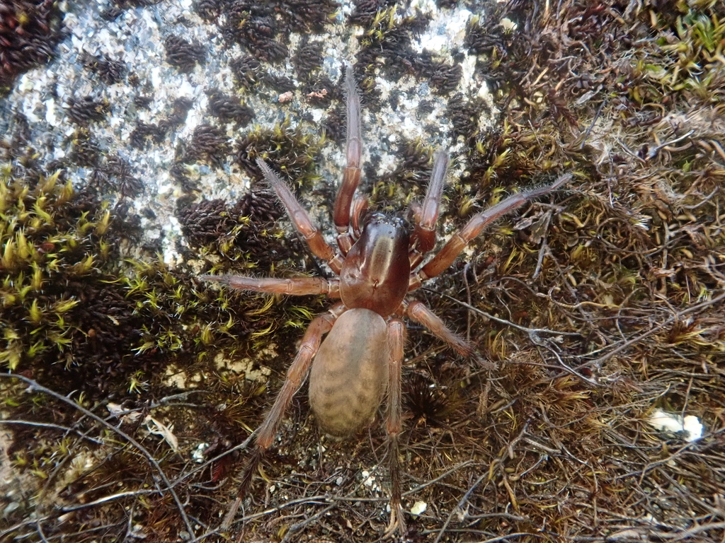 Mamoea westlandica