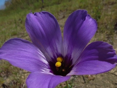 Eustoma