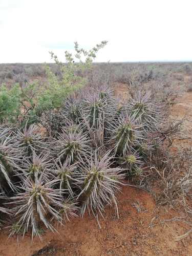 Image of Euphorbia ferox by (c) Christiaan Viljoen, some rights reserved (CC BY)