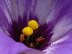 Eustoma