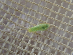 Kiwimiris concavus