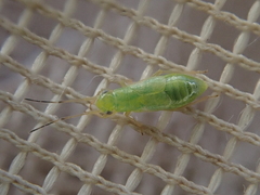 Kiwimiris concavus
