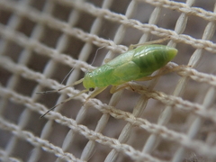 Kiwimiris concavus