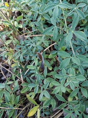 Chamaecytisus wulfii