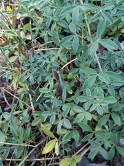 Chamaecytisus wulfii