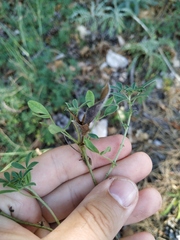 Chamaecytisus wulfii