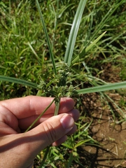 Cyperus glaber