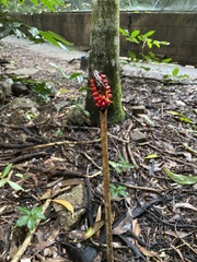 Amorphophallus galbra