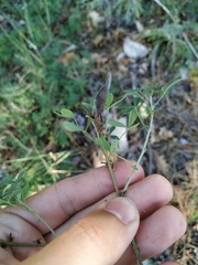 Chamaecytisus wulfii