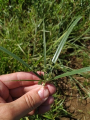Cyperus glaber