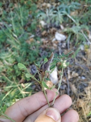 Chamaecytisus wulfii