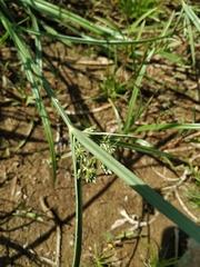 Cyperus glaber