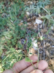 Chamaecytisus wulfii