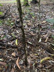 Amorphophallus galbra