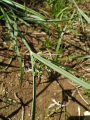 Cyperus glaber
