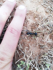 Streblognathus peetersi