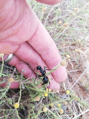 Streblognathus peetersi