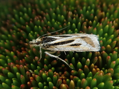 Scoparia subita