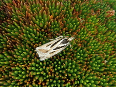 Scoparia subita