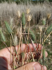 Hordeum geniculatum