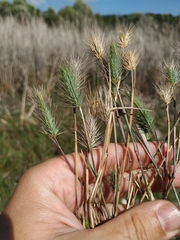 Hordeum geniculatum