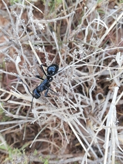 Streblognathus peetersi