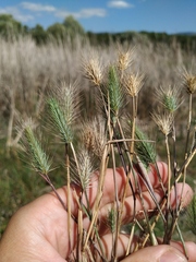 Hordeum geniculatum