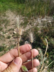 Hordeum geniculatum