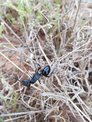 Streblognathus peetersi