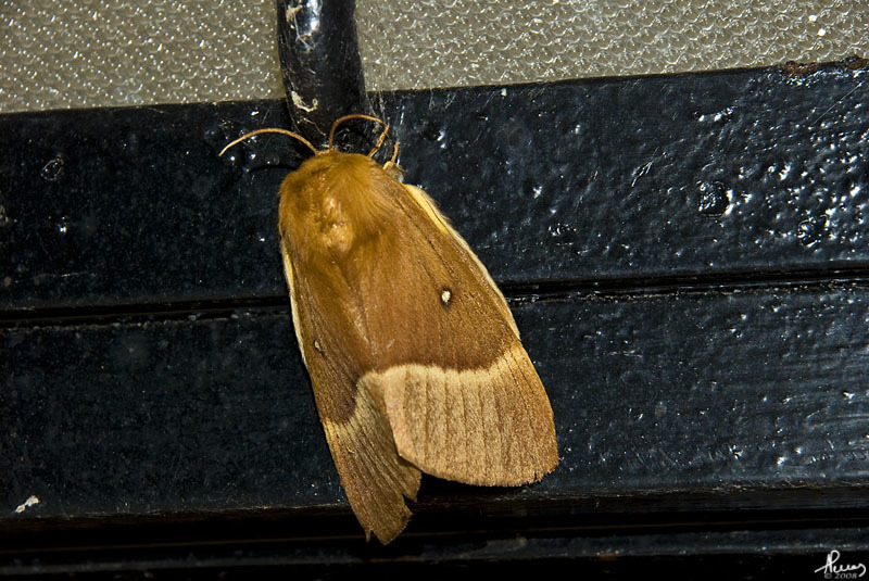 Lasiocampa