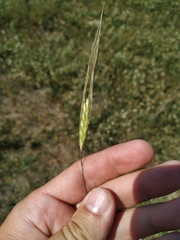 Triticum monococcum boeoticum