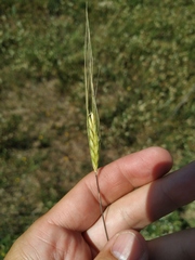 Triticum monococcum boeoticum