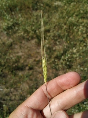 Triticum monococcum boeoticum