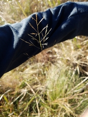 Sporobolus silveanus