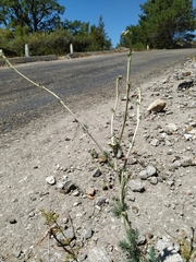 Seseli dichotomum