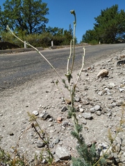 Seseli dichotomum