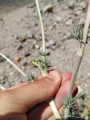 Seseli dichotomum