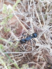 Streblognathus peetersi