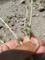 Seseli dichotomum