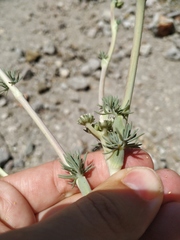 Seseli dichotomum