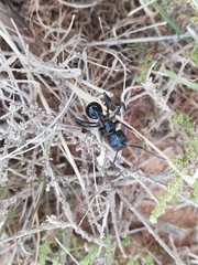 Streblognathus peetersi