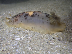 Dendrodoris fumata
