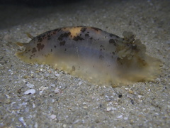 Dendrodoris fumata