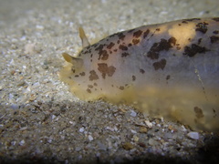 Dendrodoris fumata