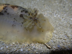 Dendrodoris fumata