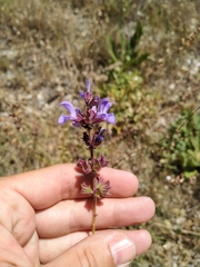 Salvia virgata