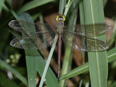 Gynacantha rosenbergi