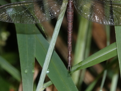 Gynacantha rosenbergi